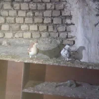 سلام چندجفت کفترجوفتگاه همه سالم به شرط تخم جوجه