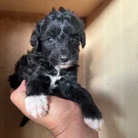 توله سگ پودل  قیمت استثنائی