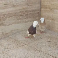 کفتر|پرنده|جهرم, |دیوار