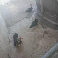 ۳عدداردک اسراییلی یکی نر دوتاش ماده