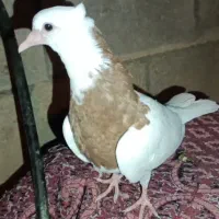 جوجه اشعل. طوقی قهوی دم سفید اتیقه هرسه جوجه|پرنده|لالی, |دیوار