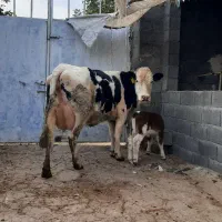 گاو وگوساله سیمینتال اول شکم. گوسفند. بز