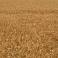 زمین-کشاورزی-واقع-دراتوبان-شیراز-اصفهان