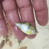 فروش فوری تایگر بارب فسفری و کرم سایز مولد