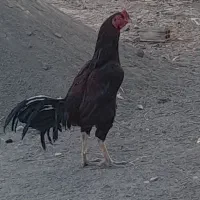 مرغ و خروس لاری|حیوانات مزرعه|بلبان آباد, |دیوار