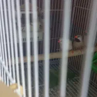 فنچ کرواتی مولد