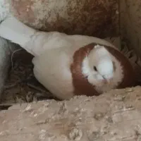 یک جفت طوقی