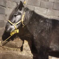 اسب نریان قدم نر|اسب و تجهیزات اسب‌سواری|کندوان, |دیوار