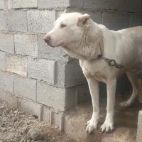 نرقهدریجانی ماده سرابی توله سرابی واگذاری سالم|سگ|جوادآباد, |دیوار