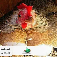 تخم از شما جوجه از ما