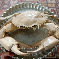 بادکنکی|کلکسیون اشیاء عتیقه|اصفهان, سرچشمه|دیوار