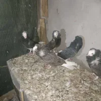 کبوتر شامپیون
