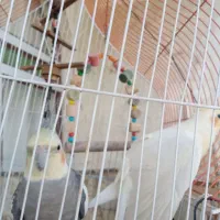 عروس هلندی