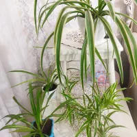 وسایل منزل|حراج|تبریز, |دیوار