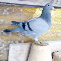 کبوتر پلاکی|پرنده|فلاورجان, |دیوار