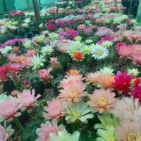 طراحی ، اجرا و نظارت حرفه ای فضای سبز