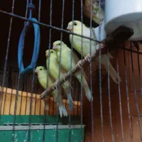 جوجه قناری و جوجه عروس|پرنده|ساوه, |دیوار