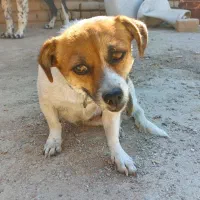 واگذاری سگ پا کوتاه ماده|سگ|مرودشت, ثبت احوال|دیوار