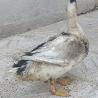 اردک باقیمت پیشنهادی