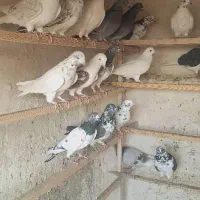 تعدادی کبوترفروشی