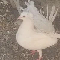دم چتری|پرنده|شیراز, محمودآباد|دیوار