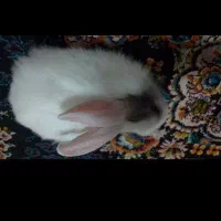 خرگوش|موش و خرگوش|گلستان (تهران), |دیوار