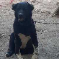 واگذاری واگذاری سگ