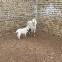 بز وبزقاله|حیوانات مزرعه|بروجرد, |دیوار