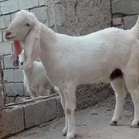 گوسفند|حیوانات مزرعه|سیب و سوران, |دیوار