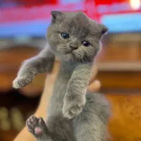 گربه|گربه|تبریز, |دیوار