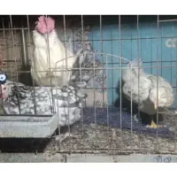 ست گلین طوسی|حیوانات مزرعه|اصفهان, ارداجی|دیوار