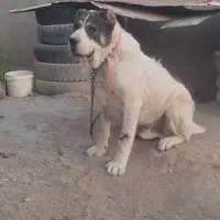 آلابای نر
