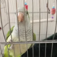 راهب بازی گوش|پرنده|فردیس, شهرک ۱۱۰|دیوار