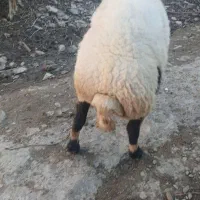 گوسفند