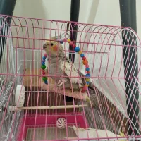 گولباقالی نر و لوتینو ماده