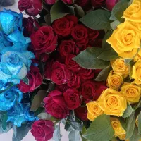 گل رز|گل و گیاه طبیعی|بیرجند, |دیوار