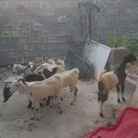 بز .تیشتر