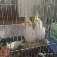 عروس هلندی کینگ سایز