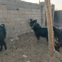 بزمحلی|حیوانات مزرعه|بندر کنگان, |دیوار