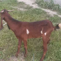 شیشک بز بره گوسفتذ