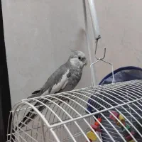 عروس هلندی وایت فیس|پرنده|میاندوآب, |دیوار