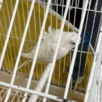 مرغ عشق پروانه ای