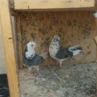 تعدای کفتر پرشی|پرنده|شریفآباد, |دیوار