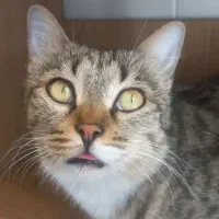 واگذاری گربه|گربه|کرج, شاهینویلا|دیوار