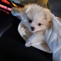 پامرنین خرسی ۷۰ روزه|سگ|کرج, باغستان|دیوار