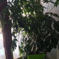 گل شفلرا|گل و گیاه طبیعی|کارزان, |دیوار