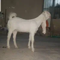 گلابی درجه یک بیست روز بر خورده اطراف جهرم میباشد