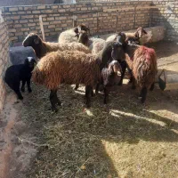 با سلام 2 میش 4 کاور