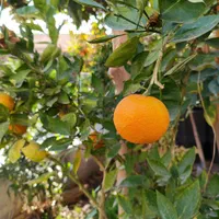 درخت نارنج و نارنگی و پرتقال|خدمات باغبانی و درختکاری|لنجان, |دیوار