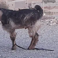 کهره رودان|حیوانات مزرعه|رودان, |دیوار